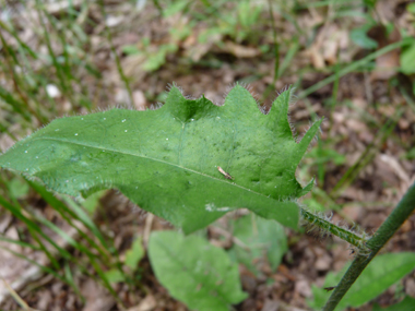 Feuilles basilaires en rosette assez fréquemment maculées de noir et dentées à leur base et 1 ou 2 sur la tige. Agrandir dans une nouvelle fenêtre (ou onglet)